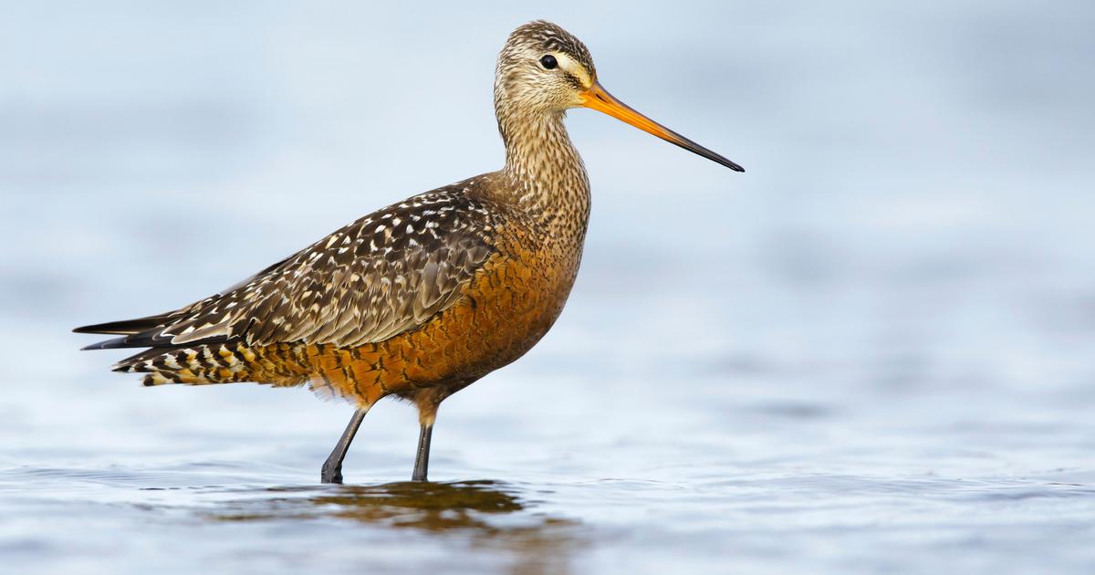 Ce petit oiseau parcourt 30.000 km par an et pourrait bientôt disparaître