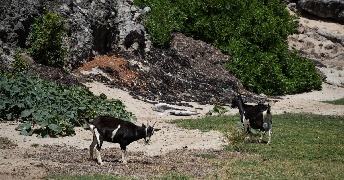 Guadeloupe : aux Saintes, la prolifération des chèvres sauvages menace les plantes indigènes et les animaux endémiques