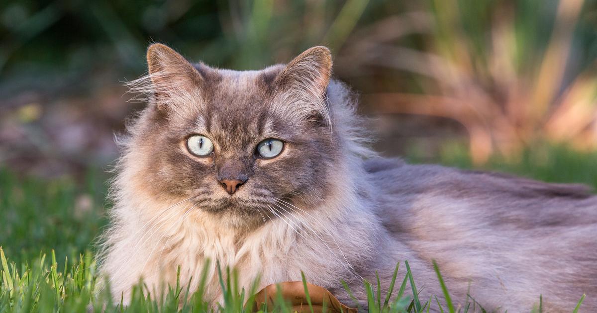Le Tiffany, un chat rare qui fait le bonheur des familles