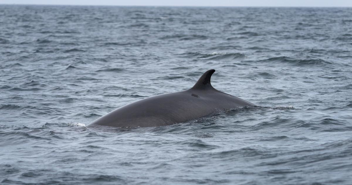 Allemagne : course contre la montre pour sauver une baleine échouée sur la côte de la mer Baltique