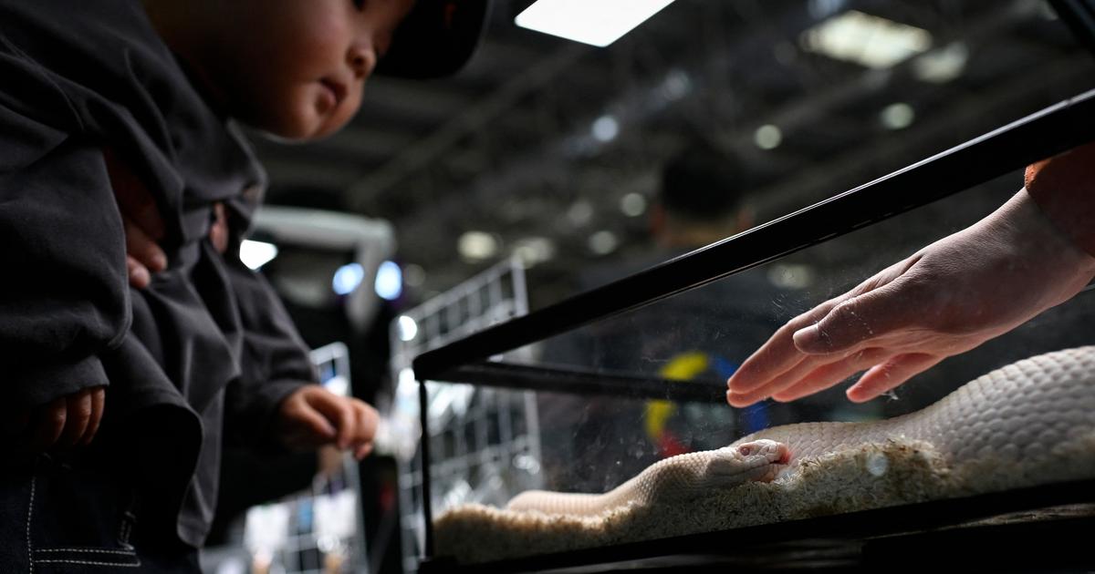«Plus simple qu’un chien»: pourquoi les jeunes Chinois s’entichent de suricates et de serpents comme animaux de compagnie