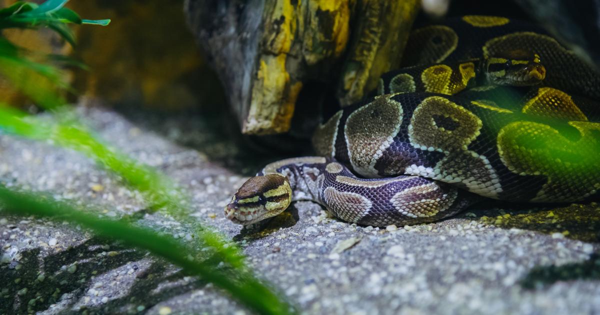 Des reptiles et d’autres animaux dangereux cachés en plein immeuble résidentiel : la stupéfiante découverte des carabiniers italiens