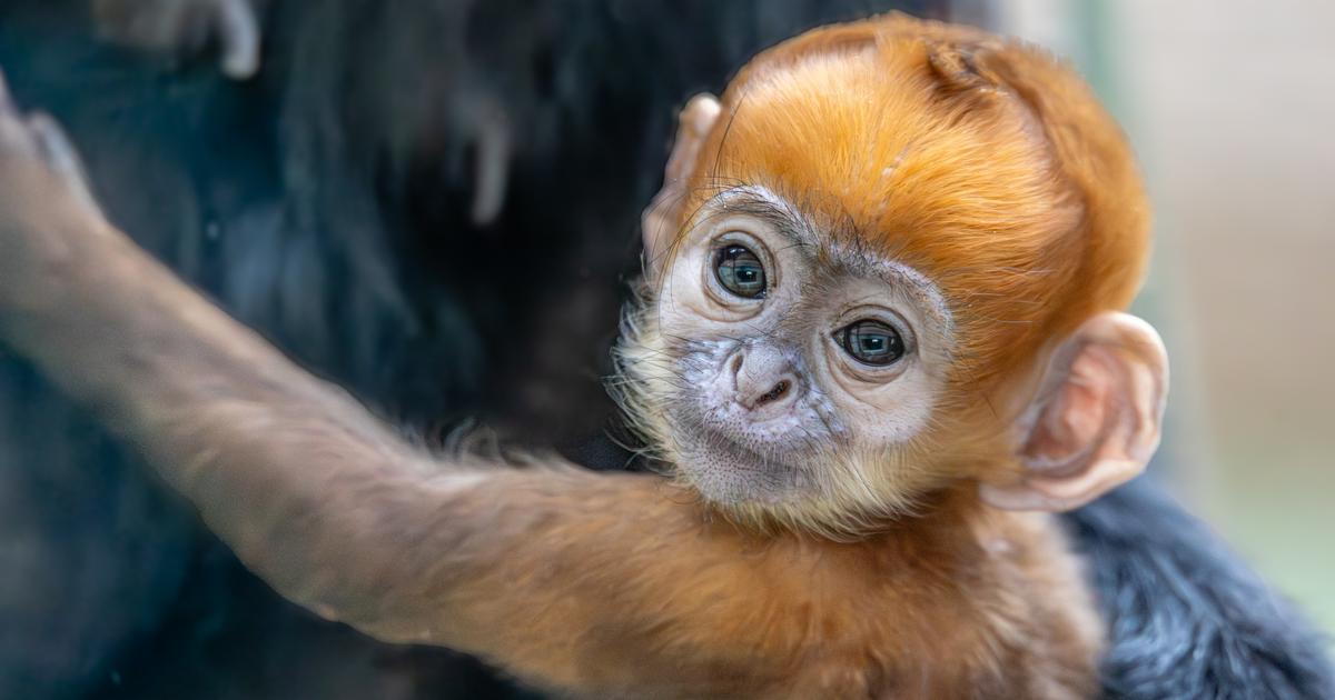 «Une immense fierté» : un bébé singe doré est né au ZooParc de Beauval, une première mondiale hors d'Asie