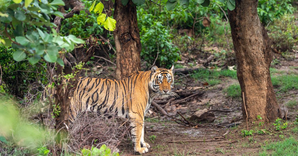 Baby Tigers Die of Feline Panleukopenia at Indonesian Zoo