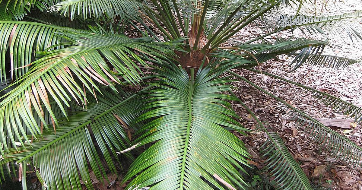 «Personne n’a le droit de toucher au namele» : au Vanuatu, une idée ingénieuse pour protéger les forêts