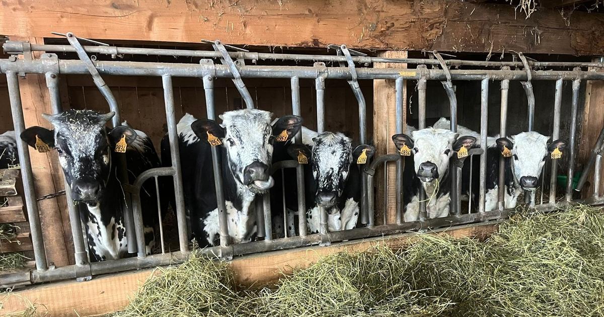 Haut-Rhin : un maire inscrit cinq vaches dans son école dans l’espoir d’éviter la fermeture d’une classe