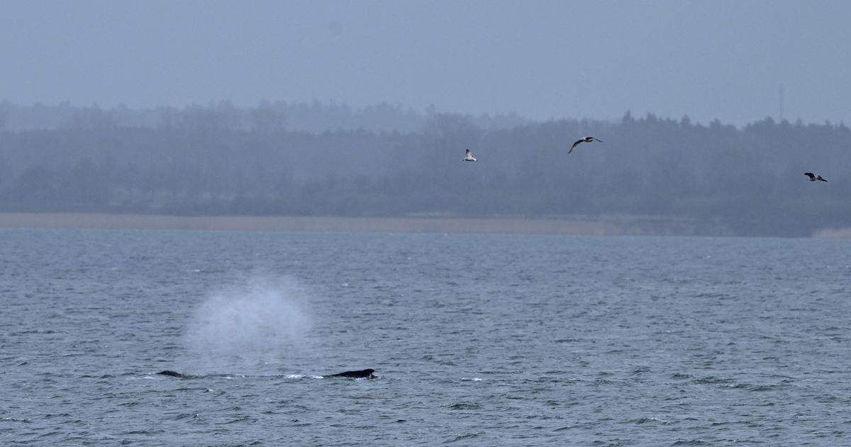 Allemagne : la baleine à bosse échouée plusieurs jours refait surface en mer Baltique