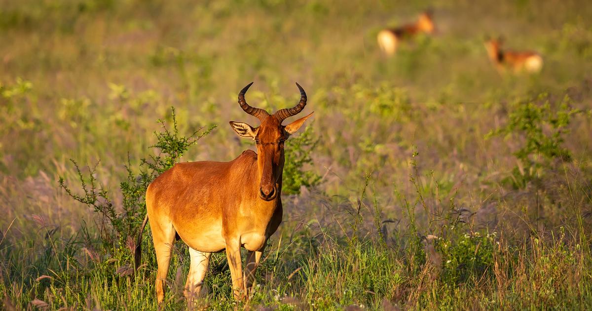 Autriche : une jeune antilope tuée par balle au zoo de Vienne