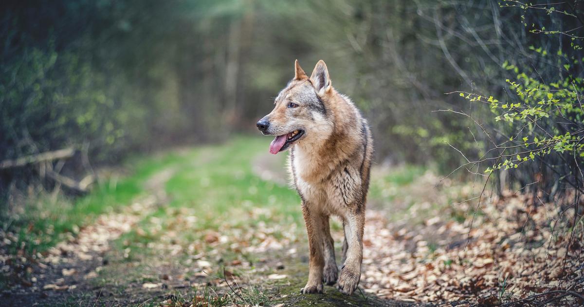 «Huit brebis égorgées à 20 kilomètres de Lyon» : les éleveurs inquiets du retour du loup dans le Rhône