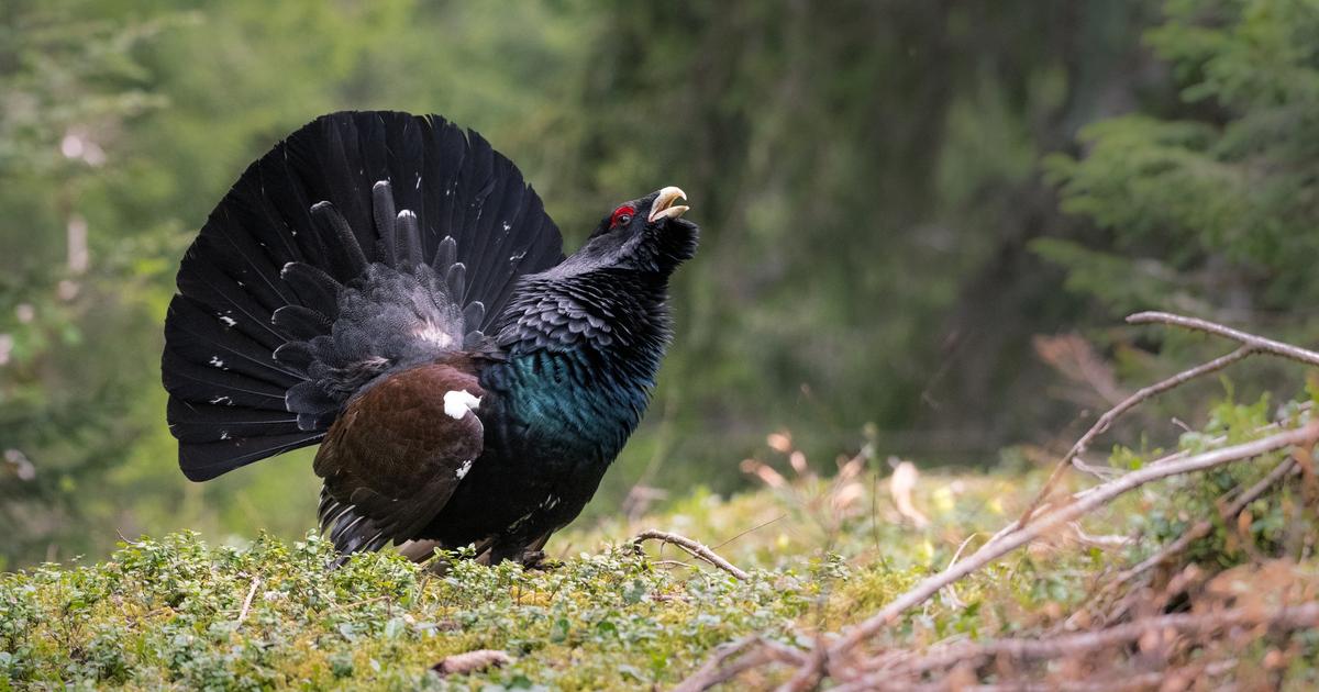 Ces deux oiseaux emblématiques des Vosges bientôt protégés et interdits de chasse