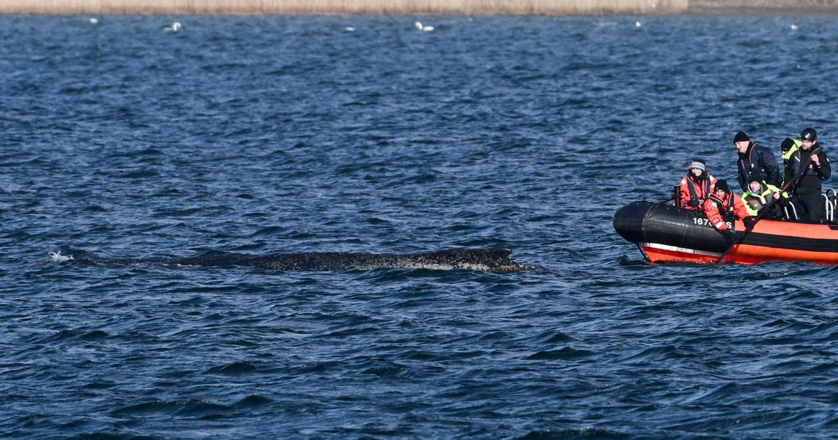 «Nous sommes convaincus que l’animal va mourir» : l’Allemagne met un terme aux tentatives de sauvetage de la baleine échouée