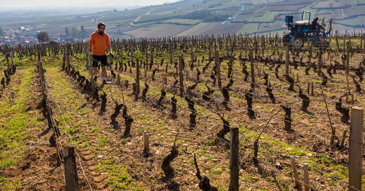 «Nous avons dû faire machine arrière» : le renoncement au bio, ce tabou qui ronge le vignoble français