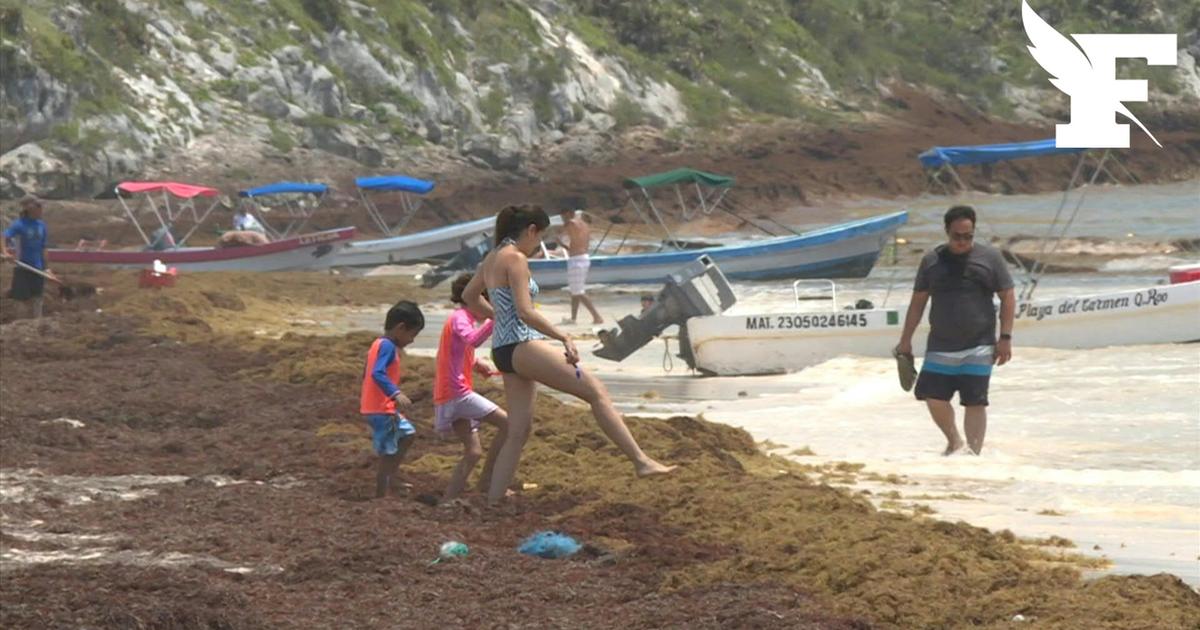 “No island is spared”: sargassum already litters the beaches of Guadeloupe and Martinique
