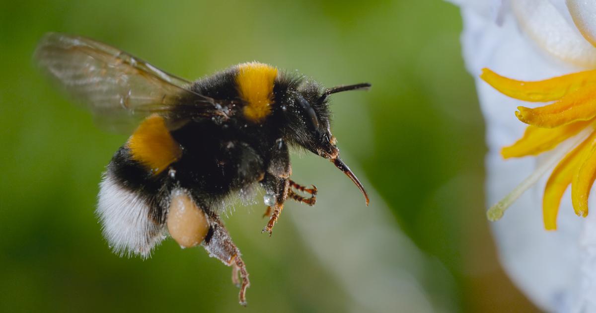 Les Secrets des abeilles (Disney+) : la ruche, un univers impitoyable