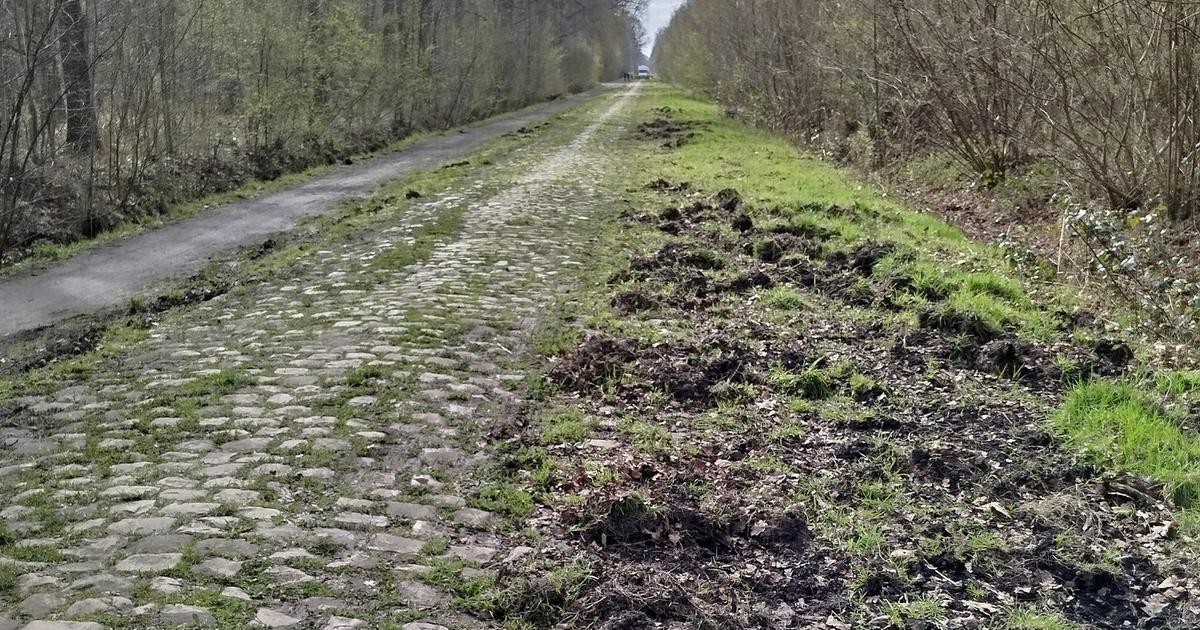 Cyclisme : à une semaine de Paris-Roubaix, des sangliers provoquent un «carnage» dans la mythique trouée d’Arenberg