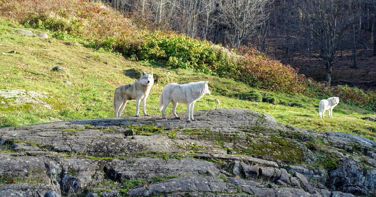 Dans la loi d’urgence agricole, des mesures pour mieux protéger les troupeaux du loup