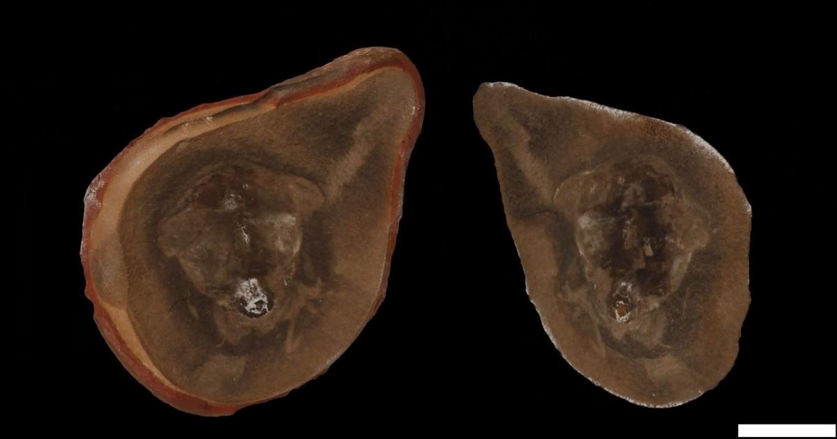 Trop de bras, trop de dents : la plus vieille pieuvre au monde n’en était finalement pas une