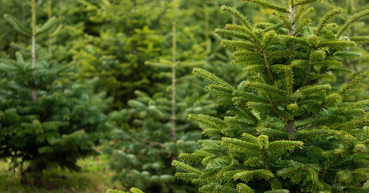 «La première IGP horticole française en Europe» : le sapin de Noël obtient une indication géographique protégée