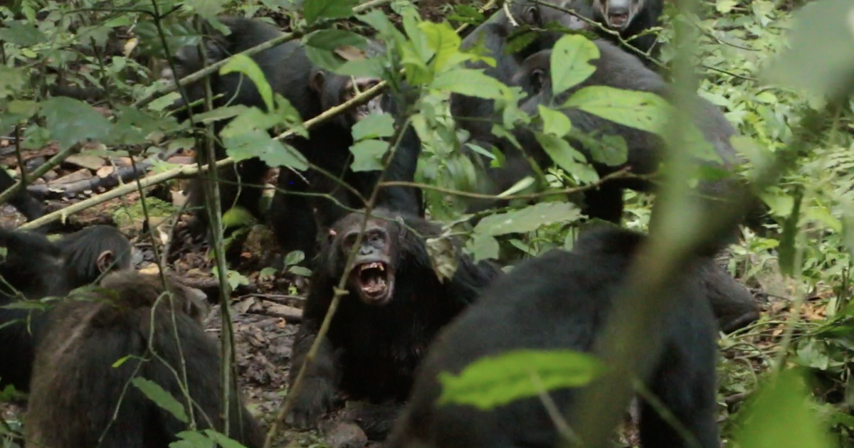 «Western» contre «Central» : en Ouganda, un groupe de chimpanzés a basculé dans la «guerre civile»