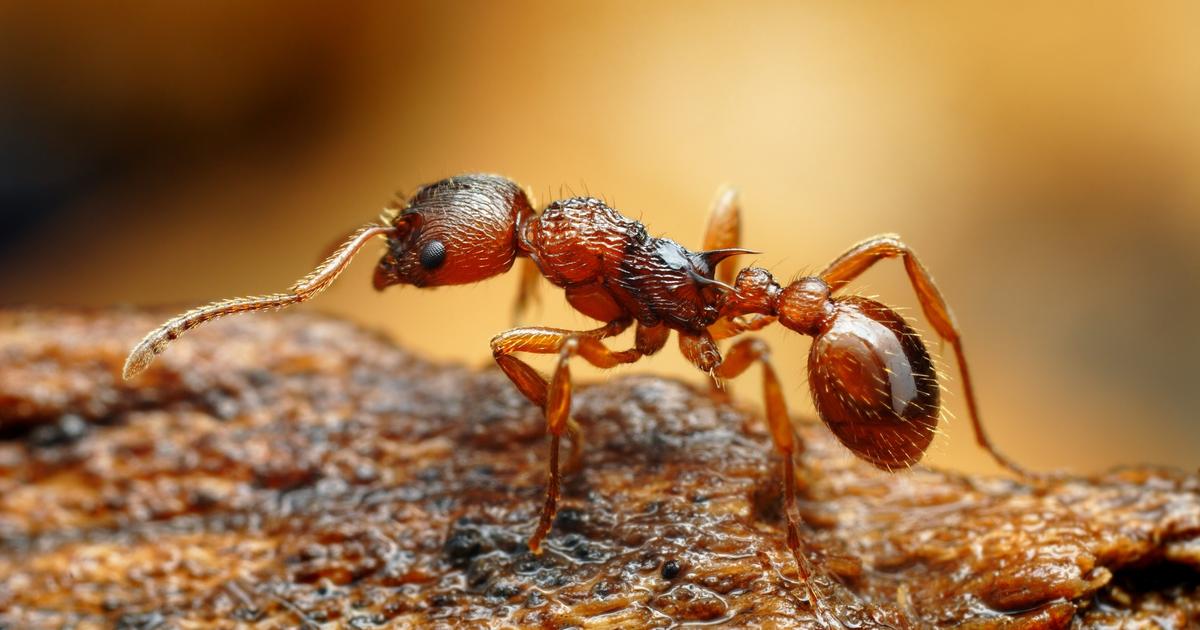 Dans le Var, un troisième foyer de fourmis électriques détecté - Le Figaro