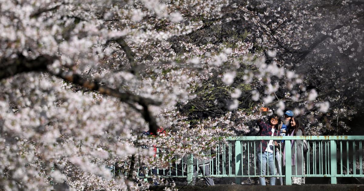 Le réchauffement climatique menace la floraison des cerisiers du Japon