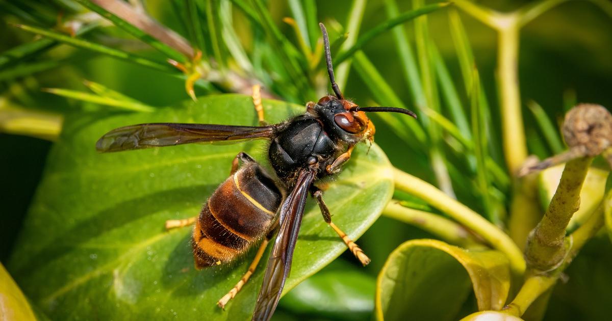 Le retour en force du frelon asiatique attise la colère des apiculteurs