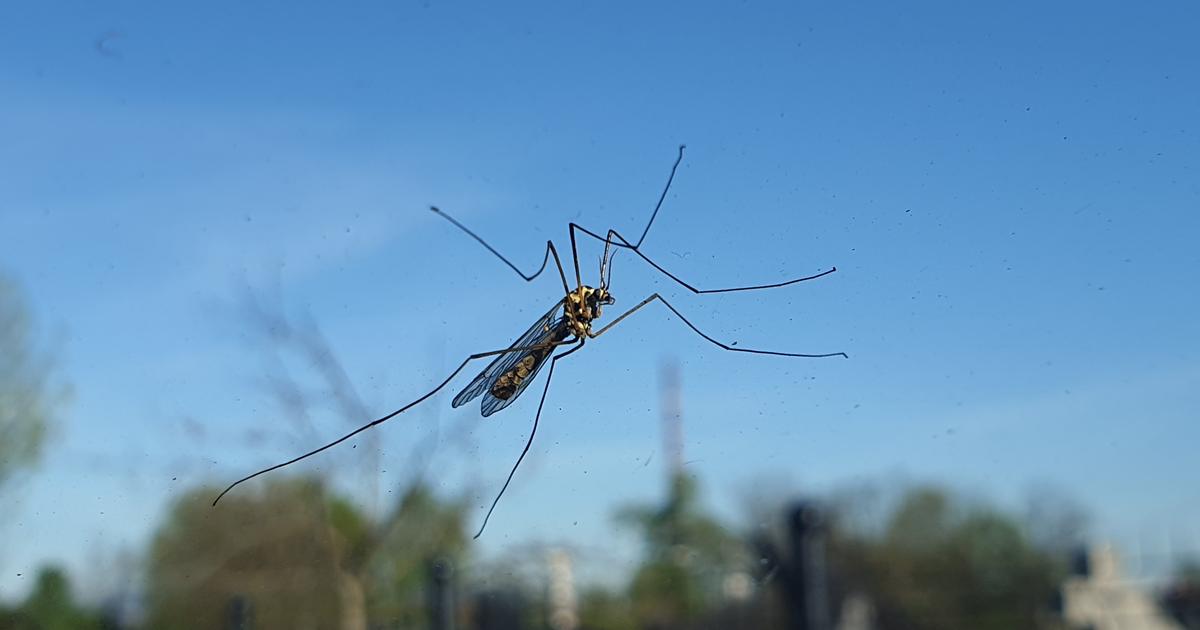 Face au «syndrome du pare-brise propre», les chercheurs veulent compter les insectes sur votre plaque d’immatriculation