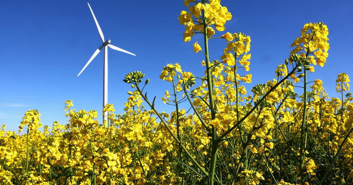 Près des châteaux de la Loire, un projet d’éoliennes retoqué par la justice