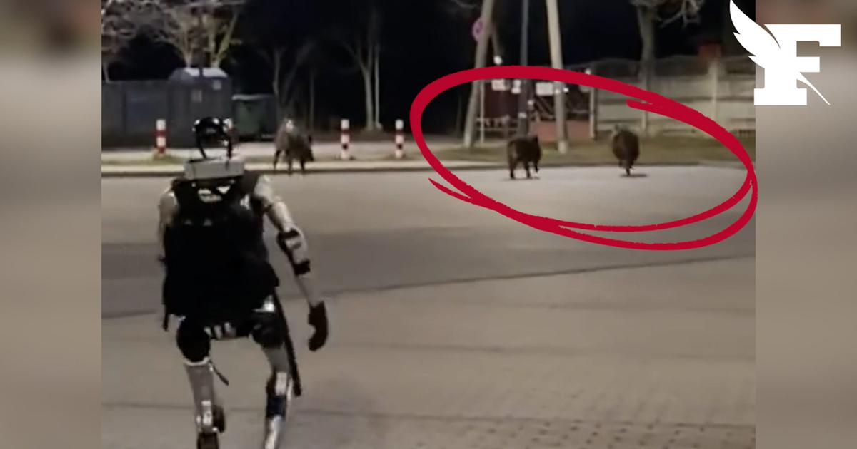 En Pologne, les images d’un robot pourchassant des sangliers deviennent virales