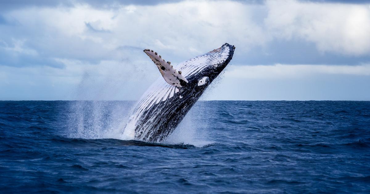Un enregistrement de 1949 lève le voile sur la façon dont le chant des baleines a changé