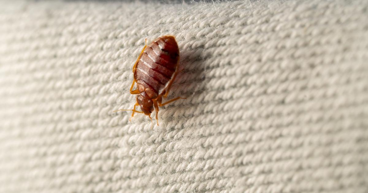 Punaises de lit : saisie d’un insecticide interdit en France, à l’origine de plusieurs décès