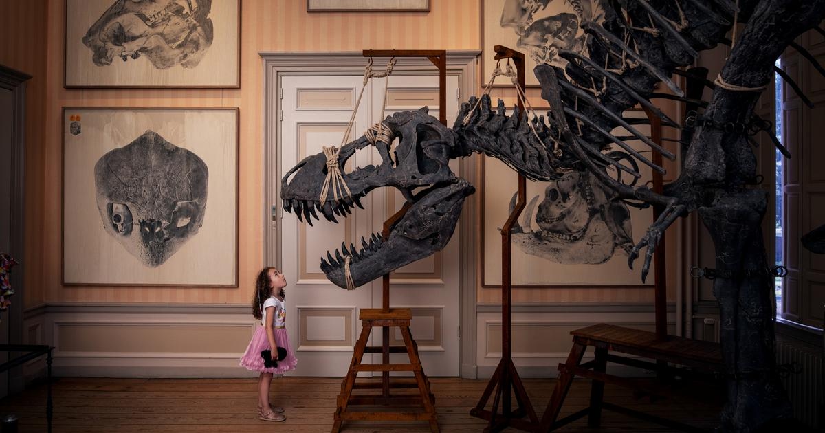 In Amsterdam, the Art Zoo museum showcases dinosaur fossils transformed into works of art
