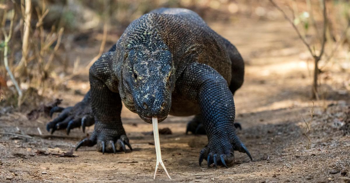 Ils ont braconné plus d’une vingtaine de dragons de Komodo : six individus arrêtés en Indonésie