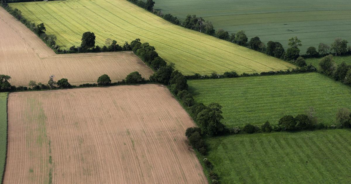 «Il y a deux poids, deux mesures» : réserves de biodiversité et barrières contre l’érosion des sols, les haies toujours plus en danger