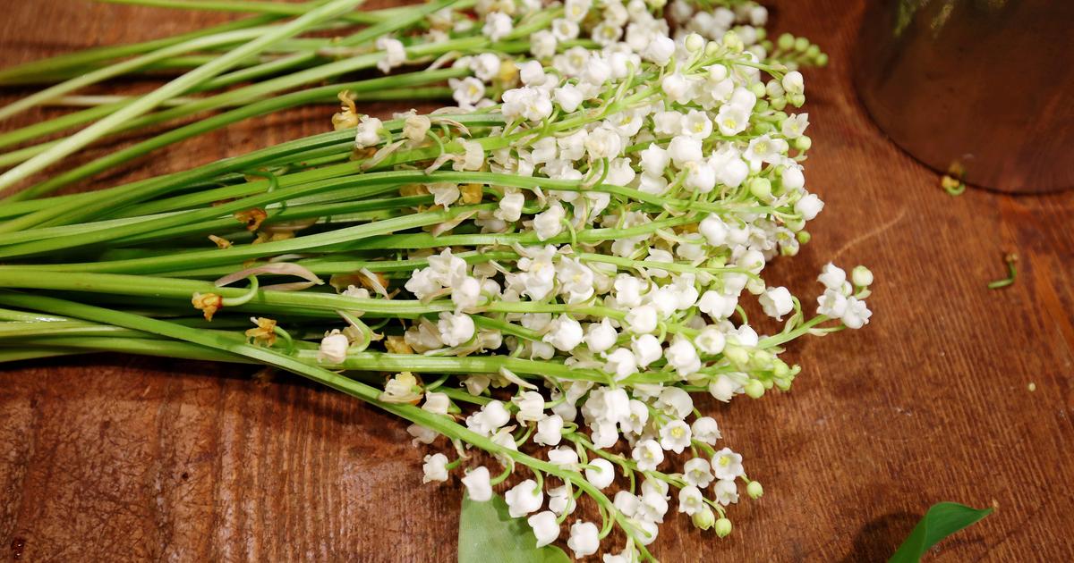 «On a essayé de contenir la hausse des prix» : le muguet de 1er mai est-il en passe de devenir un produit de luxe ?