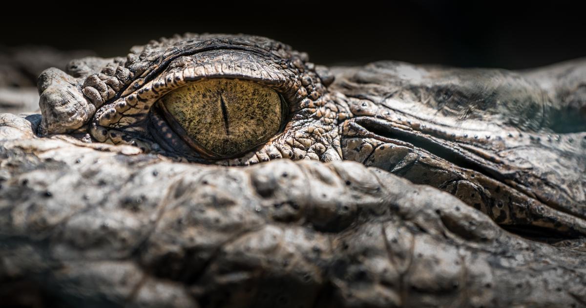 Le cadavre d’un crocodile lesté et enchaîné retrouvé dans un canal à Roubaix