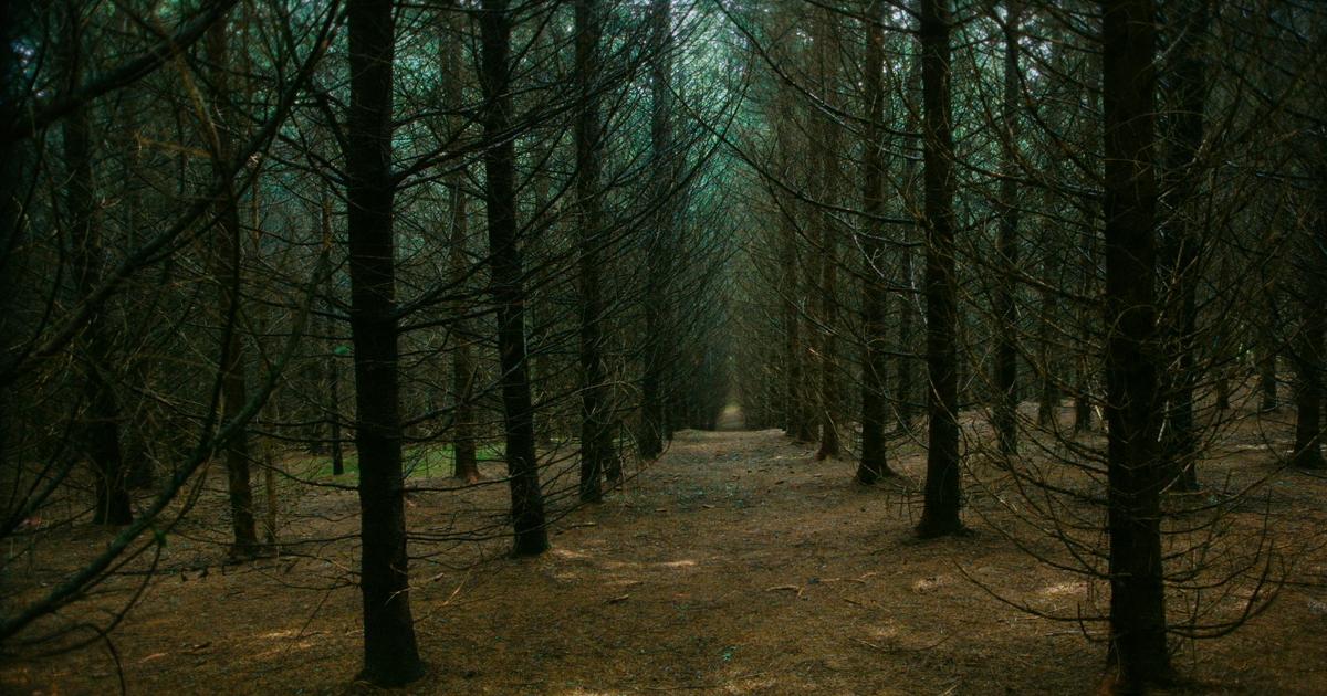 «Planter à tout prix » (Ushuaïa TV) : les limites de la reforestation