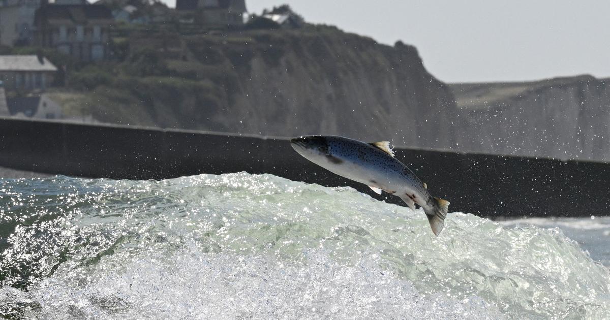 Exposés à la cocaïne dans l’eau, les saumons nagent plus longtemps et plus loin