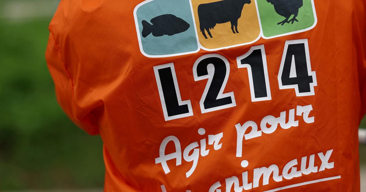 Porcelets castrés à vif : L214 porte plainte pour «sévices» contre un élevage du Morbihan