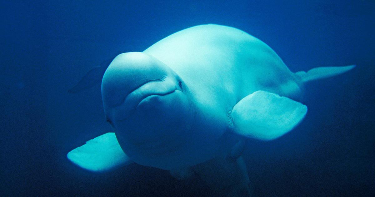 Norvège : un béluga observé dans une rivière près d’Oslo
