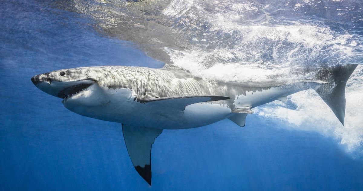 Australia: playas cerradas debido a un festín de tiburones en una ballena muerta