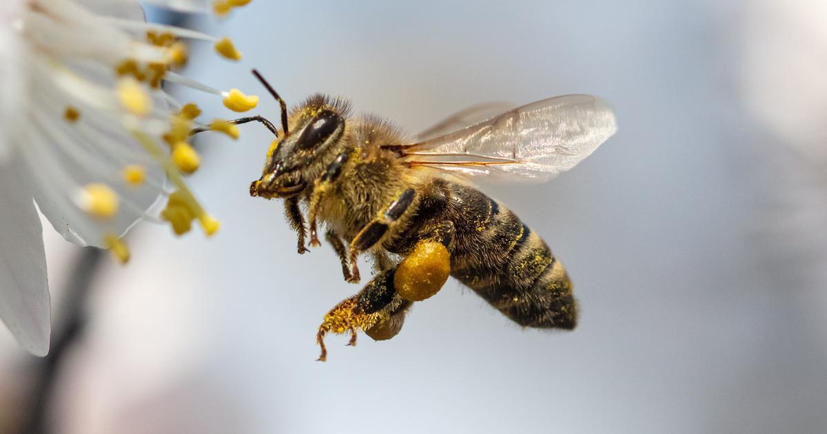 Paris : un essaim de plus de 10.000 abeilles s’installe en trente minutes sous la selle d’un vélo à deux pas du Louvre