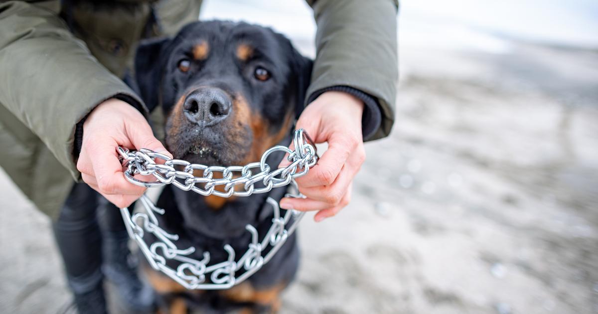 Tahiti : un enfant de deux ans tué par un chien chez sa nourrice