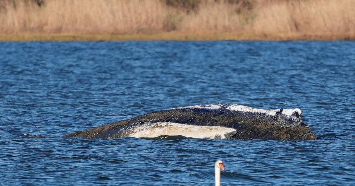 Sauver la baleine Timmy est «une priorité absolue» pour l’Allemagne, qui va tenter un ultime recours