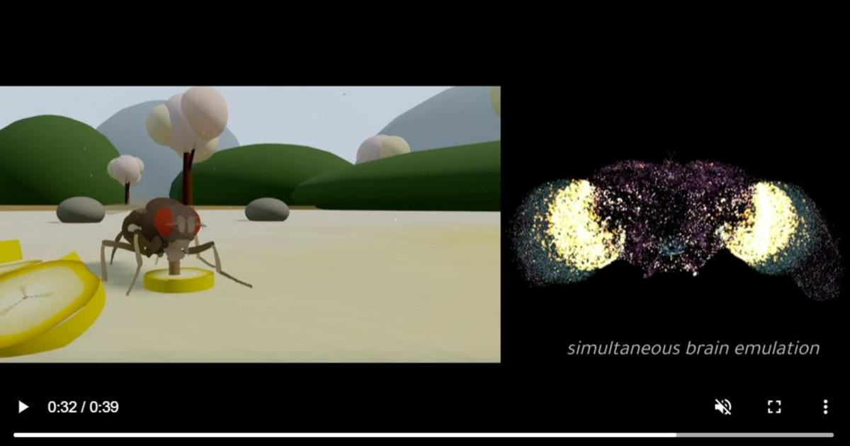 Neurosciences : ce qui se cache derrière l’annonce de la «première mouche numérique»