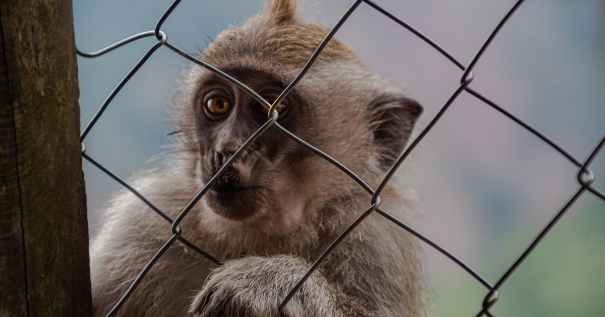 Japon : un homme soupçonné d’avoir incinéré le corps de sa femme dans un zoo