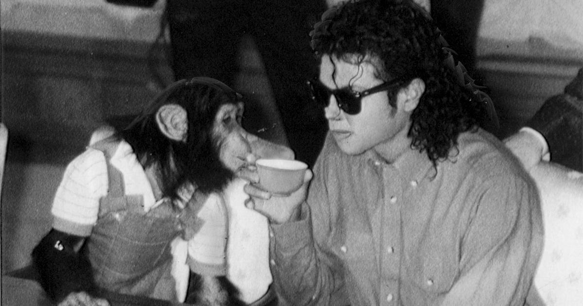 Il le considérait comme son enfant : que devient Bubbles, le chimpanzé de Michael Jackson ?