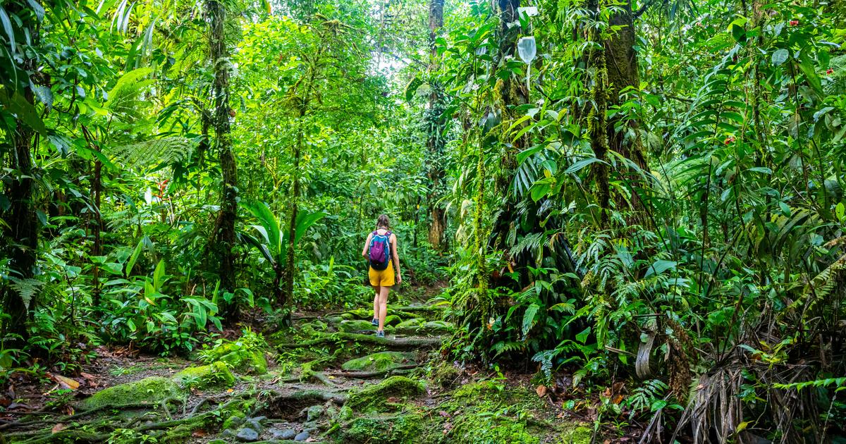 La destruction des forêts tropicales a ralenti en 2025 après une année record, selon des chercheurs