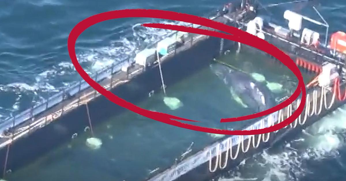 «Le plus dur est derrière elle» : les images impressionnantes du transport de la baleine à bosse Timmy en pleine mer