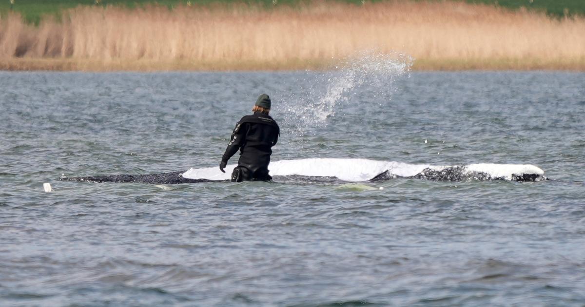 La baleine à bosse Timmy, qui s’était échouée en Allemagne, a été relâchée en mer du Nord
